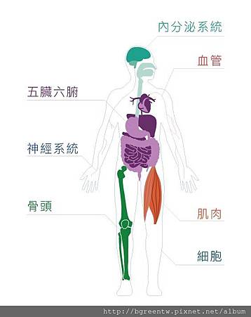 辦公族的福音！每天兩次腳底律動，改善血液循環、活化細胞組織