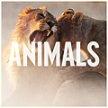 Maroon-5-Animals-2014-1200x1200
