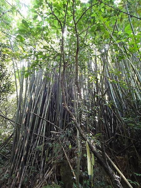 茂盛的竹林,應是早年開墾的產業遺跡