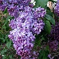 lilacs