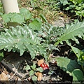 Artichokes