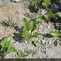 甜菜根beetroots