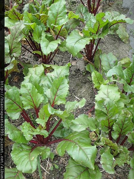 上菜囉!~聽說對女生非常好,甜菜根beetroots