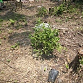 20090826藍莓.JPG