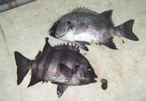 夢幻之魚 石鯛 小呆的部落格 痞客邦