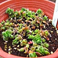 花椿Crassula 'David'