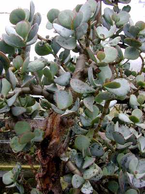 Crassula_arborescens2