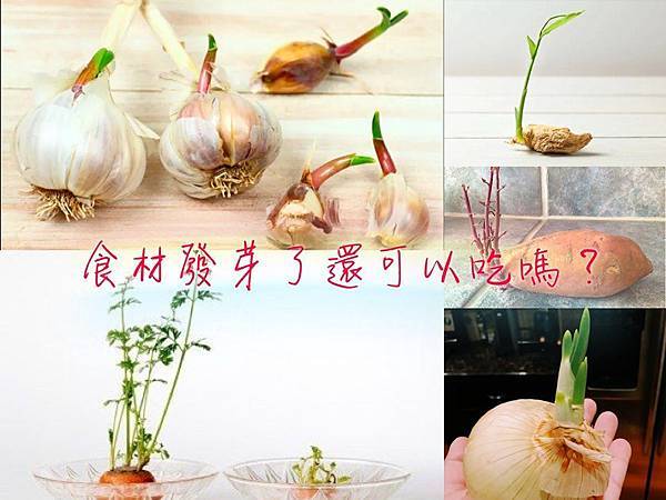 馬鈴薯發芽了還可以吃嗎?蔥薑蒜發芽了還可以吃嗎?一次全都告訴你 - 第1張圖 71180838_2398315287123617_4055213038897201152_n.jpg