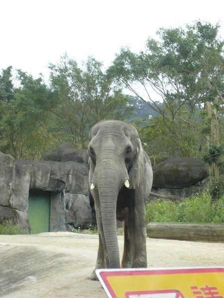 接著是大象先生~