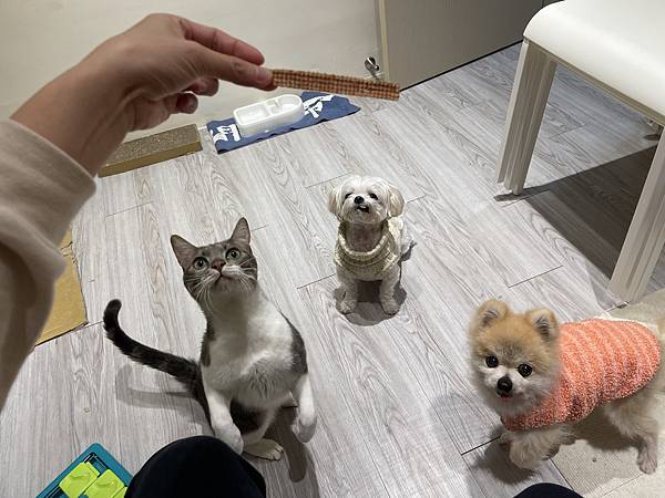 2024【貓狗零食推薦】這肉乾擄獲我家寶貝們的心！