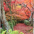 宇治--楓樹林.jpg