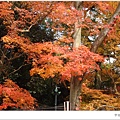 宇治--路邊楓樹.JPG