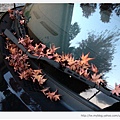 車上的楓葉-1.JPG