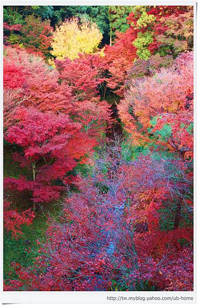 東福寺--色彩豐富的樹林-1.jpg