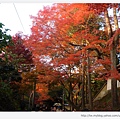 東福寺-前往通天橋的楓樹-1.JPG