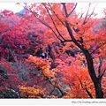 東福寺-楓林-1.JPG