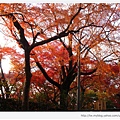 東福寺-楓樹-1.JPG