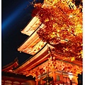清水寺-三重塔的夜楓.jpg