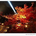 清水寺-光束夜楓.jpg