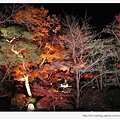 清水寺-夜楓.JPG