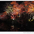 清水寺-夜楓的水池倒影.JPG