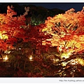 清水寺-美麗的夜楓.jpg