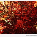 清水寺-層次分明的夜楓.jpg