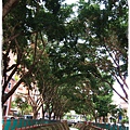 目覺2-林蔭.JPG