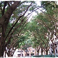 目覺2-附近林蔭.JPG