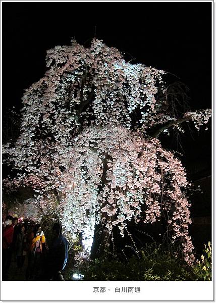 白川南通-夜垂柳櫻花