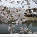 鴨川-白櫻花近拍1