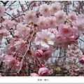 鴨川-櫻花近拍1