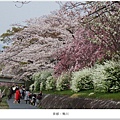 鴨川-五條至四條間櫻花