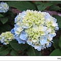 沐心泉-白藍繡球花