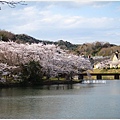 貴志川線-大池遊園池邊櫻花