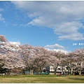 貴志川線-大池遊園綠地櫻花
