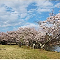 貴志川線-大池遊園櫻花樹