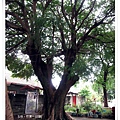 竹東-老樹