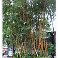 竹東-林業展示館-黃竹