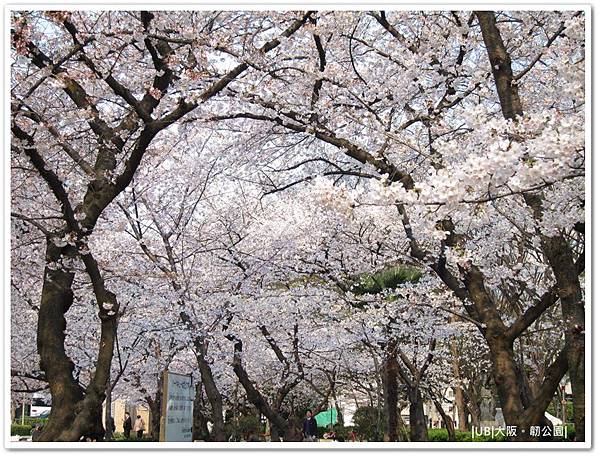 韌公園-櫻花滿天