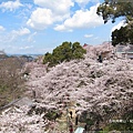 紀三井寺-階梯旁櫻花