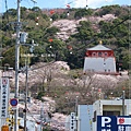 紀三井寺-層層疊疊櫻花