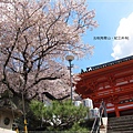 紀三井寺-樓門前櫻花