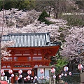 紀三井寺-樓門櫻花圍繞