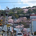 紀三井寺-櫻花圍繞