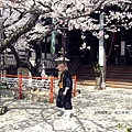紀三井寺-櫻花樹下的住持