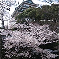 和歌山城-城下櫻花