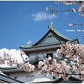 和歌山城-城前櫻花