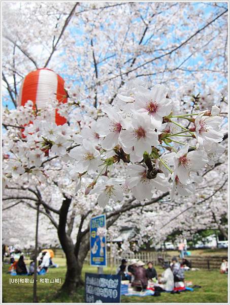 和歌山城-櫻花