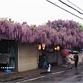 泉南藤花-入口全景